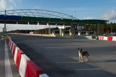 В США пропавшая собака вернулась к хозяевам спустя 6 лет