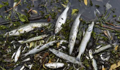 Названы причины мора рыбы в Иртыше