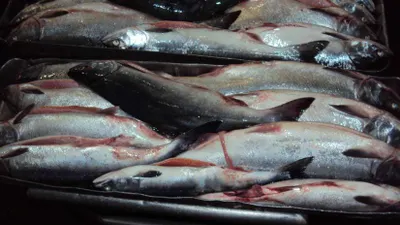 В Казахстан вернули 20 тонн рыбы