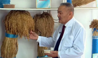 В Казахстане вывели более 20 новых сортов риса