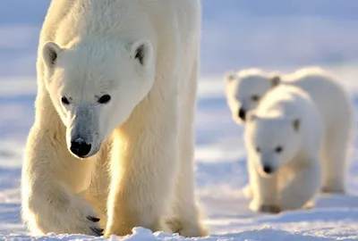 Видео нашествия белых медведей сняли жители Новой земли