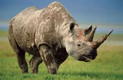 Носорог протаранил джип с туристами