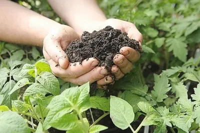 В США хотят делать удобрения из трупов