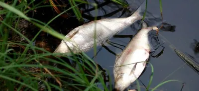 Массовая гибель рыбы произошла в Атырауской области