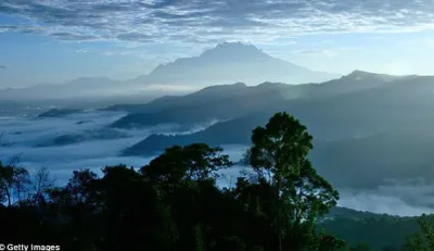 Найдено самое высокое тропическое дерево в мире