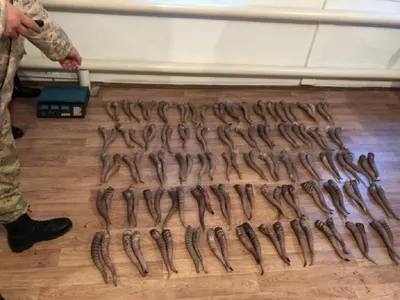 128 рогов сайги пытался вывезти россиянин из Казахстана