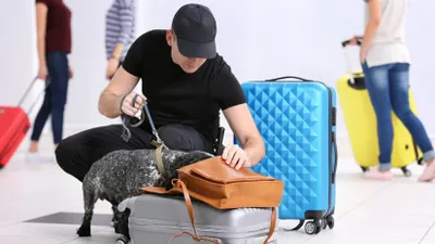 В аэропорту Дубая начали использовать собак для обнаружения COVID-19