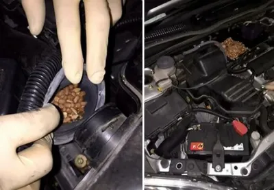 В Британии белка сломала мотор Honda орехами [фото]