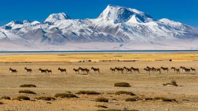 Неизвестные науке вирусы обнаружены в тающих ледниках Тибета