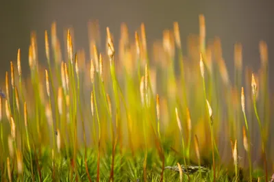 Ученые готовятся выращивать семена на Луне