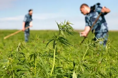 Полицейские выкорчевали поле с двумя тоннами марихуаны вблизи Алматы
