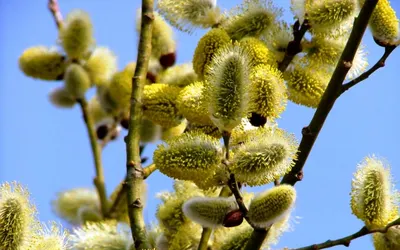 Зима напомнила о себе в северных областях – на юге Казахстана разгар весны