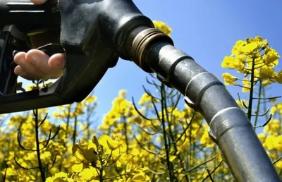 Ученые задумали «выращивать» бензин на деревьях