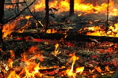 Примерно 200 миллионов тенге может составить ущерб бизнеса в Костанайской области