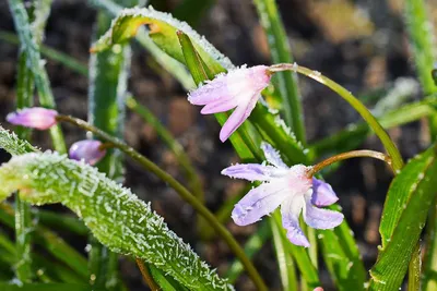 Минусовая температура ожидается в ночное время на востоке Казахстана