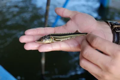 Александр Жилкин: Каспийских браконьеров надо вылавливать не на море, а на земле