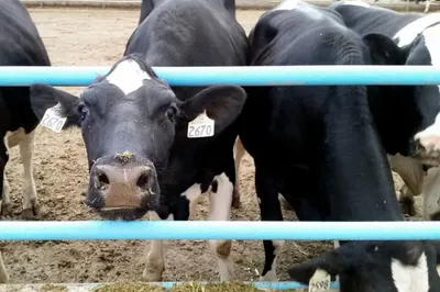 В МСХ назвали причины эпидемий среди животных