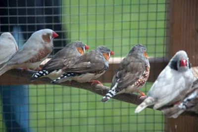 Американские биологи опоили птиц