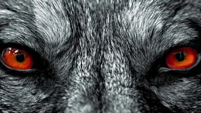 Неизвестное животное загрызло домашний скот в Жанаозене