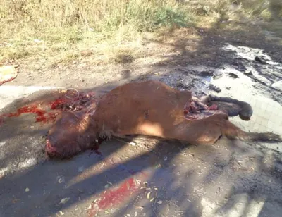 Выпотрошенный труп лошади обнаружен в центре Усть-Каменогорска