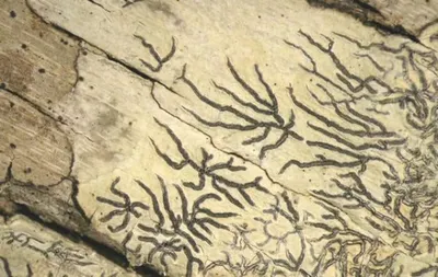 Ученые описали новую форму жизни на Земле