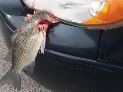Упавший с неба белый окунь застрял в бампере движущегося авто