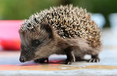 Батарейки помогут спасти казахских ежей