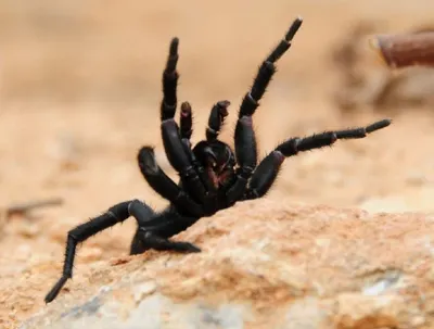 Нашествие смертельно опасных пауков угрожает австралийскому Сиднею