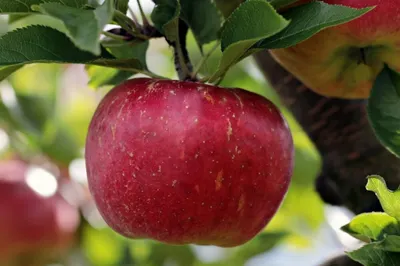 Алматинский апорт может стать международным брендом