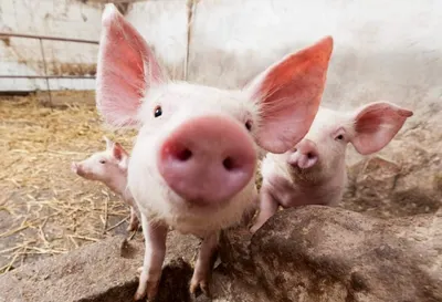 Африканская чума свиней угрожает всем странам мира – эксперт