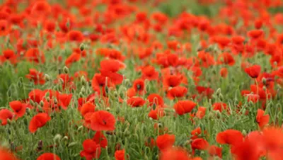 В Акмолинской области получали опиум из пищевого мака