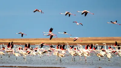 50 лет исполнилось Коргалжынскому государственному природному заповеднику
