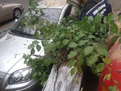 36 автомобилей вытащили спасатели из-под упавших деревьев