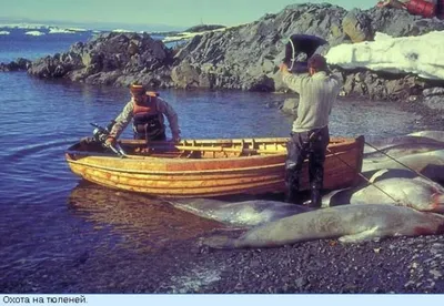 12 мертвых тюленей изъяли пограничники у браконьеров на Каспии