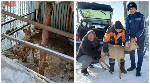 Сибирскую косулю с ошейником обнаружили во дворе дома в Семее