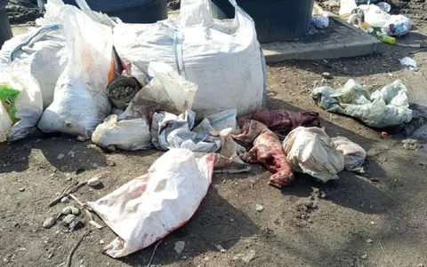 Останки собак и лис обнаружили в одном из дворов Алматы