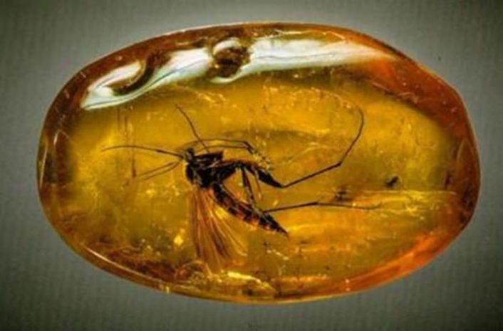 В китайском янтаре нашли насекомых из Прибалтики