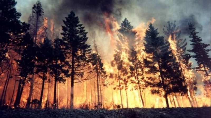 В Сибири горит более 1600 гектаров леса