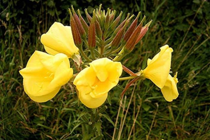 Ученые объяснили преимущества полового размножения