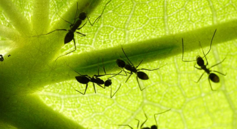 Недостачу 280 тысяч цветов чиновники Талдыкоргана списали на муравьев и других насекомых