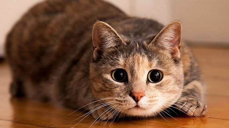 В Италии 1,5 миллиона евро достались коту