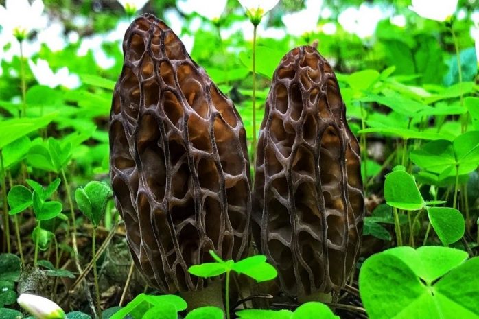 Защитить астронавтов от радиации помогут грибы из Чернобыля