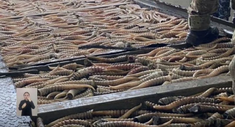 Сайга дериваттарының контрабандасының ірі арнасы РФ шекарасында жойылды