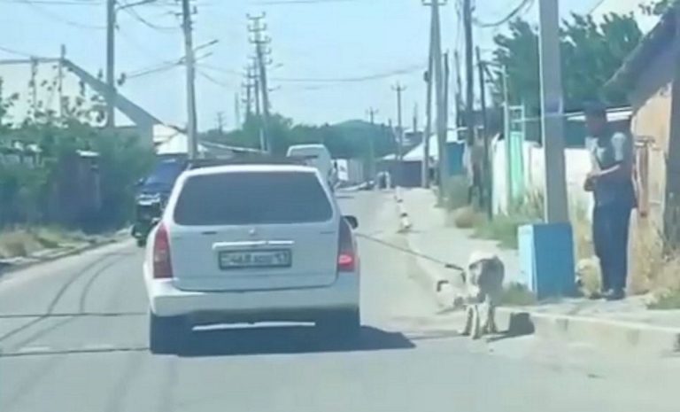 В Шымкенте водитель тащил собаку, привязав к машине