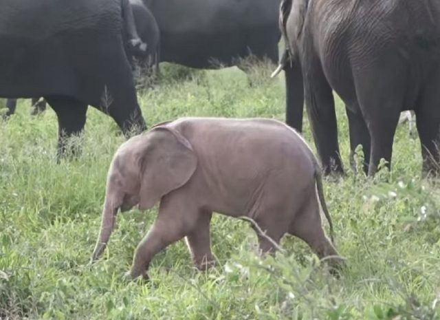 Розовый слоненок в ЮАР попал на видео