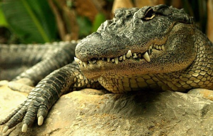 Крокодилица Нельсон укусила сотрудника тбилисского зоопарка