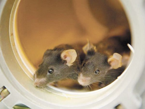 В 2019 году в космос отправится биоспутник «Бион-М2» с мышами