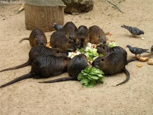 В Китае под видом говядины продавали крысиное мясо