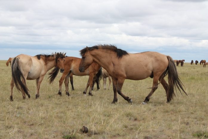 Согым в Павлодарской области — цены на мясо зависят от района