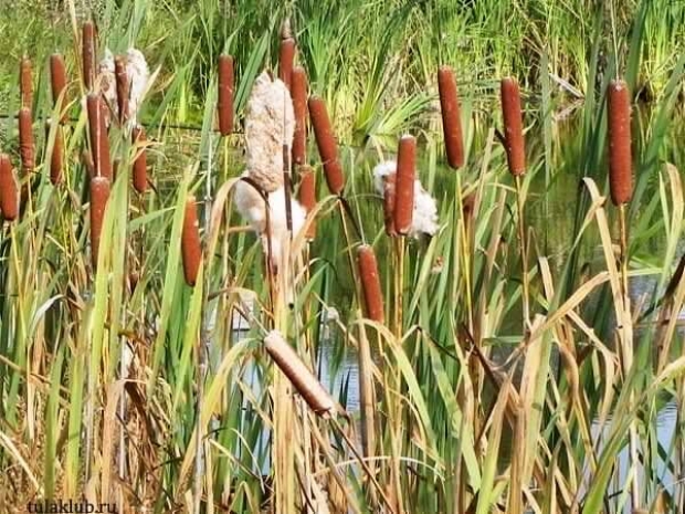 В Атырауской области из камышей сделают биотопливо